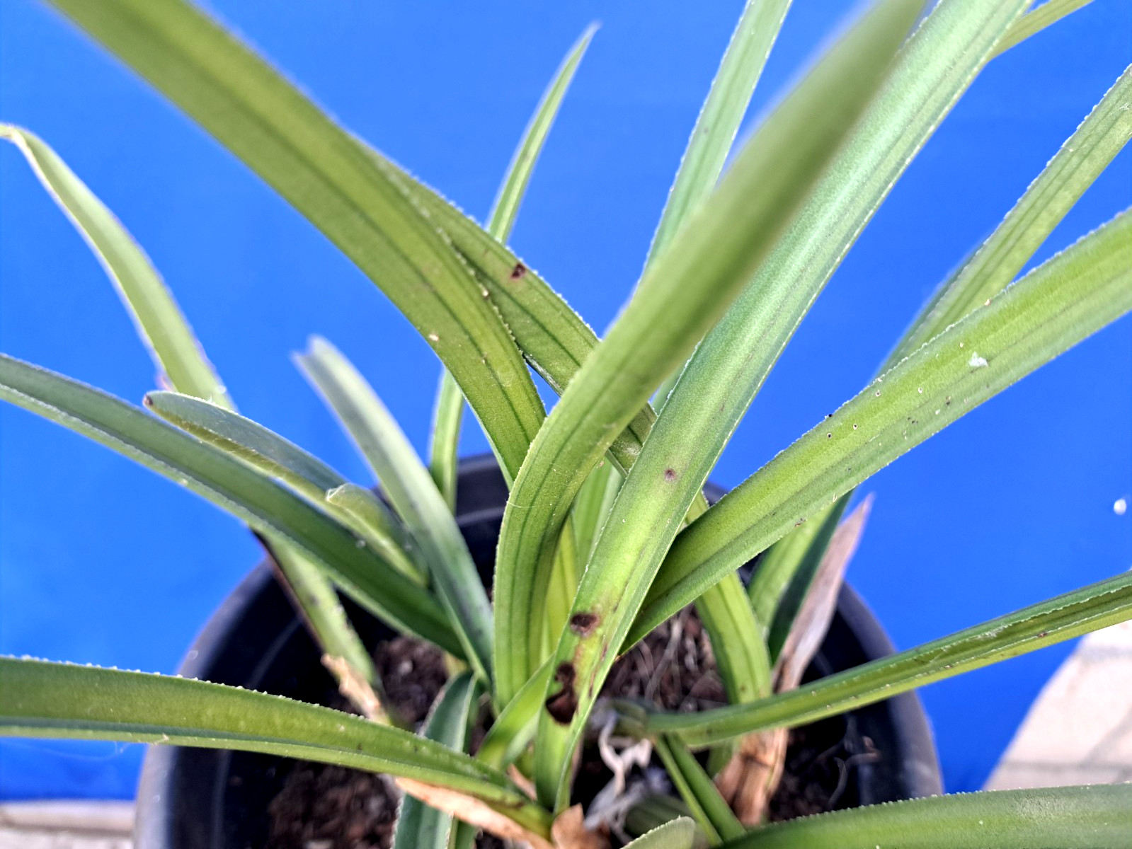 Eulophia Petersii Large Plant Whole Cluster Succulent Cactus