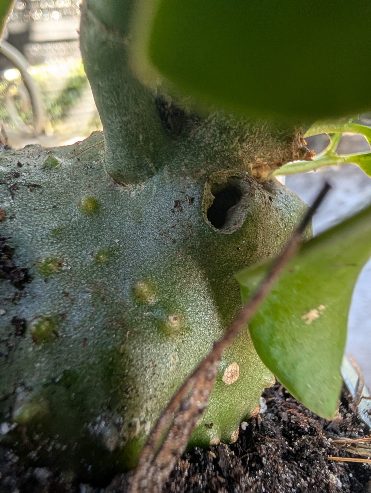 Large Rare Ant Plant Hydnophytum papuanum Caudex Plant 6″ Pot Maze Odd Epiphyte