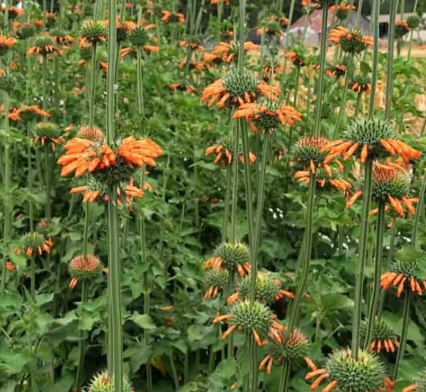 Lion’s Ear KLIP DAGGA / CORDAO Hummingbird Nectar Flowers Organic 50 Seeds