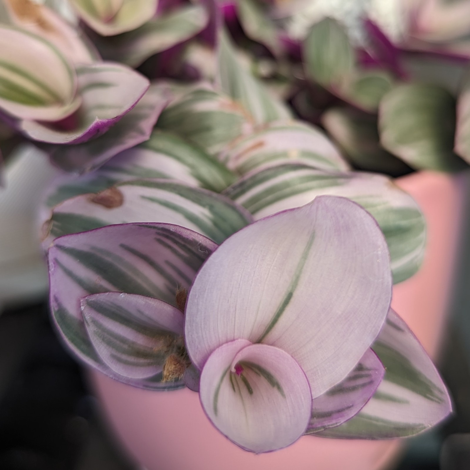 Assorted Wandering Jew Tradescantia Mix Purple Heart/Zebrina/Nanouk Indoor Pla