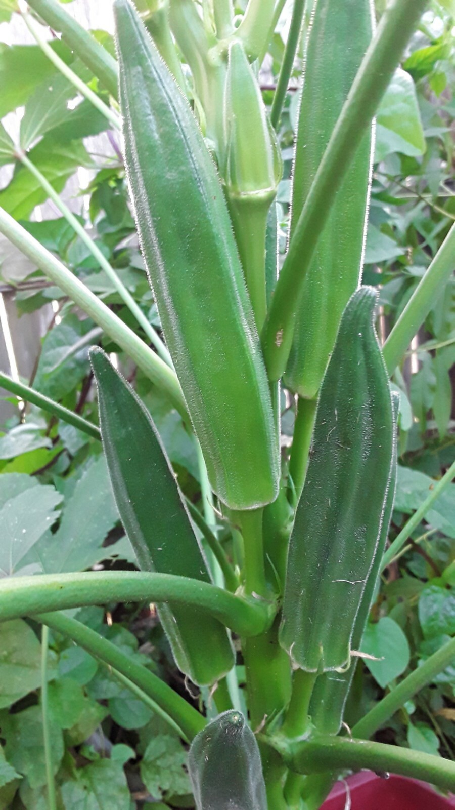 60 Jambalaya Okra Seeds Open Pollinated. Great Flavor Early and Super Prolific