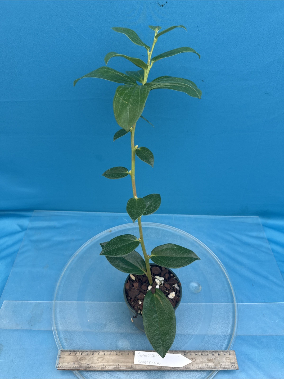 Cavendishia adenophora Pink BS Neotropical Ericaceae 4.5” Pot Tasty Berries