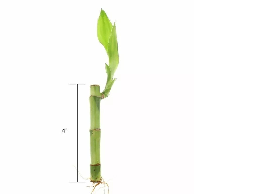 4 Live Lucky Bamboo Indoor 4″ Feng Shui Bamboo Plant Free Shipping