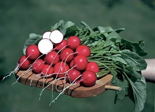 50+ GERMAN GIANT RADISH SEEDS – HEIRLOOM – ORGANIC – NON GMO — FRESH