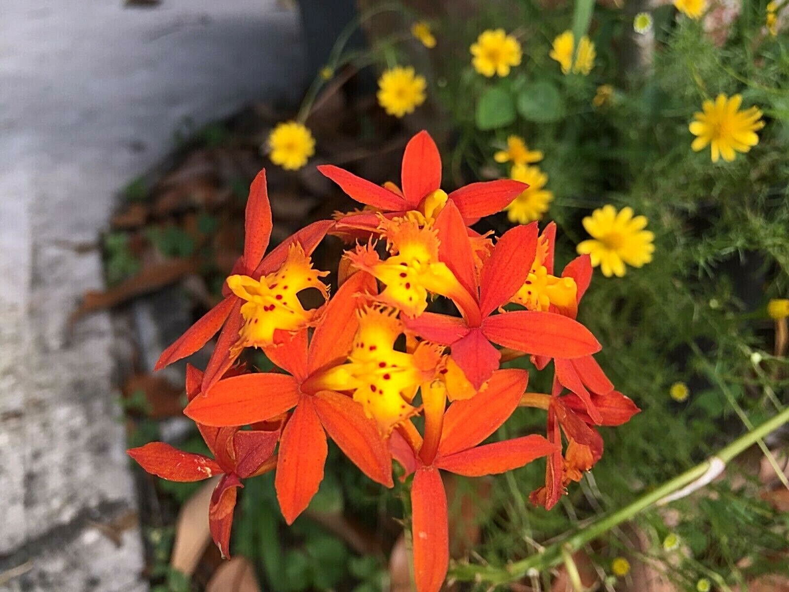 6 Orchid Orange Red Yellow Fire-star Plants Epidendrum Radicans, Live Plant
