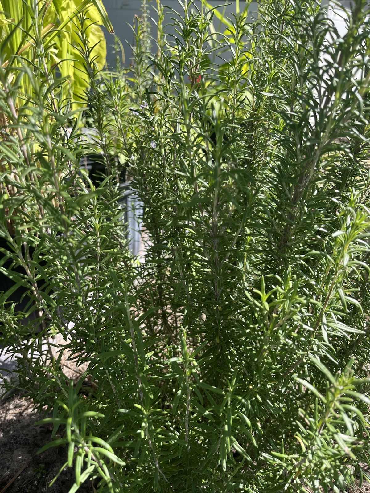 2 Rosemary Cuttings, Live Plants, 5-8” Rooted BARE ROOT