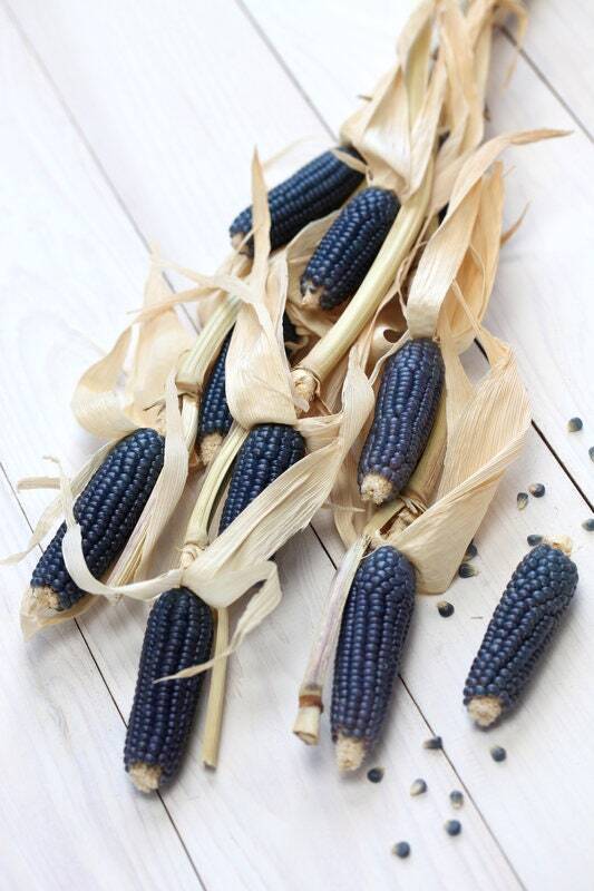 Hopi Blue Dry Field Corn