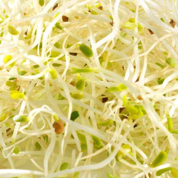 Sprouting Seeds Certified (NON-GMO) Organic Alfalfa Seeds