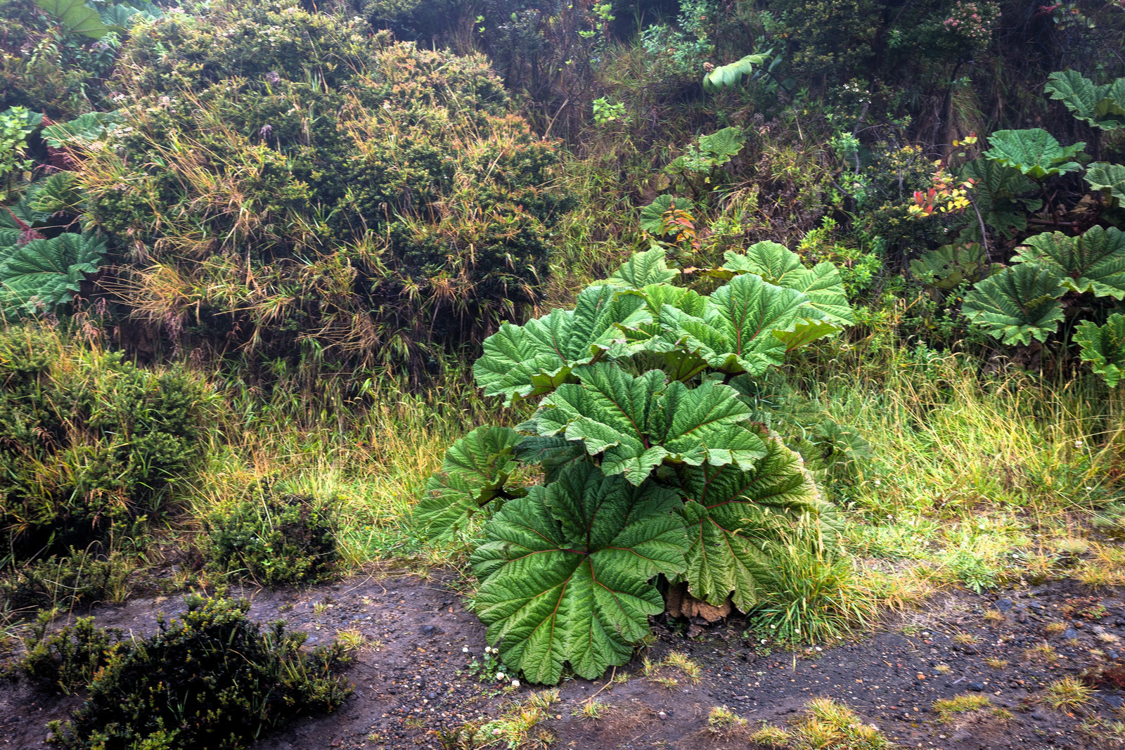10 GUNNERA INSIGNIS Giant Rhubarb (Leaves to 6′, Red Flower Spikes to 3′) Seeds