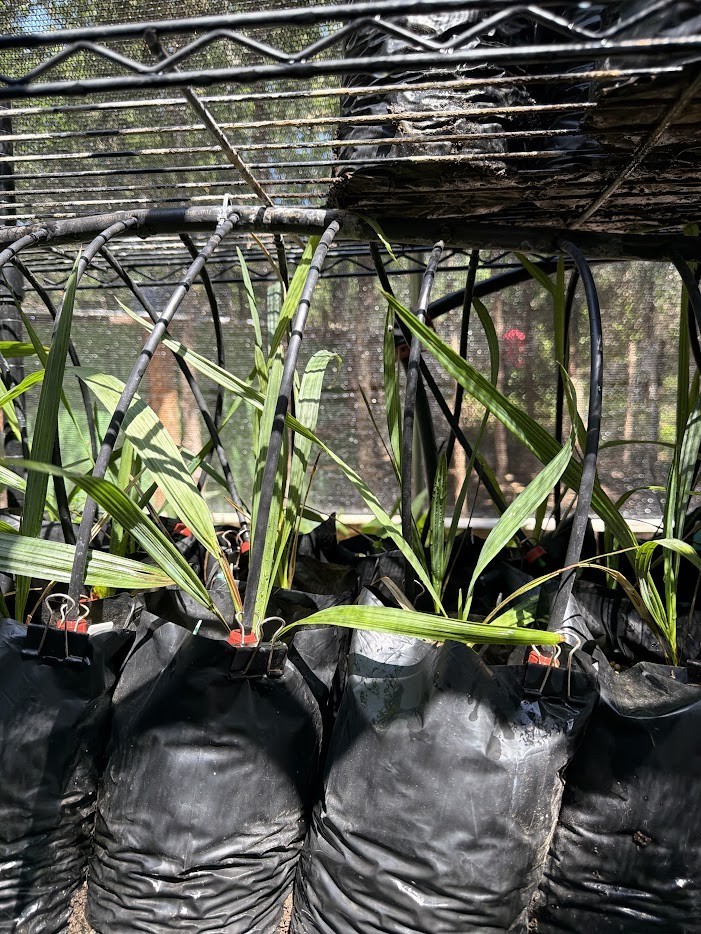 Sabal lisa palm – Extremely Rare Collector Palm | 1 Gallon Size |