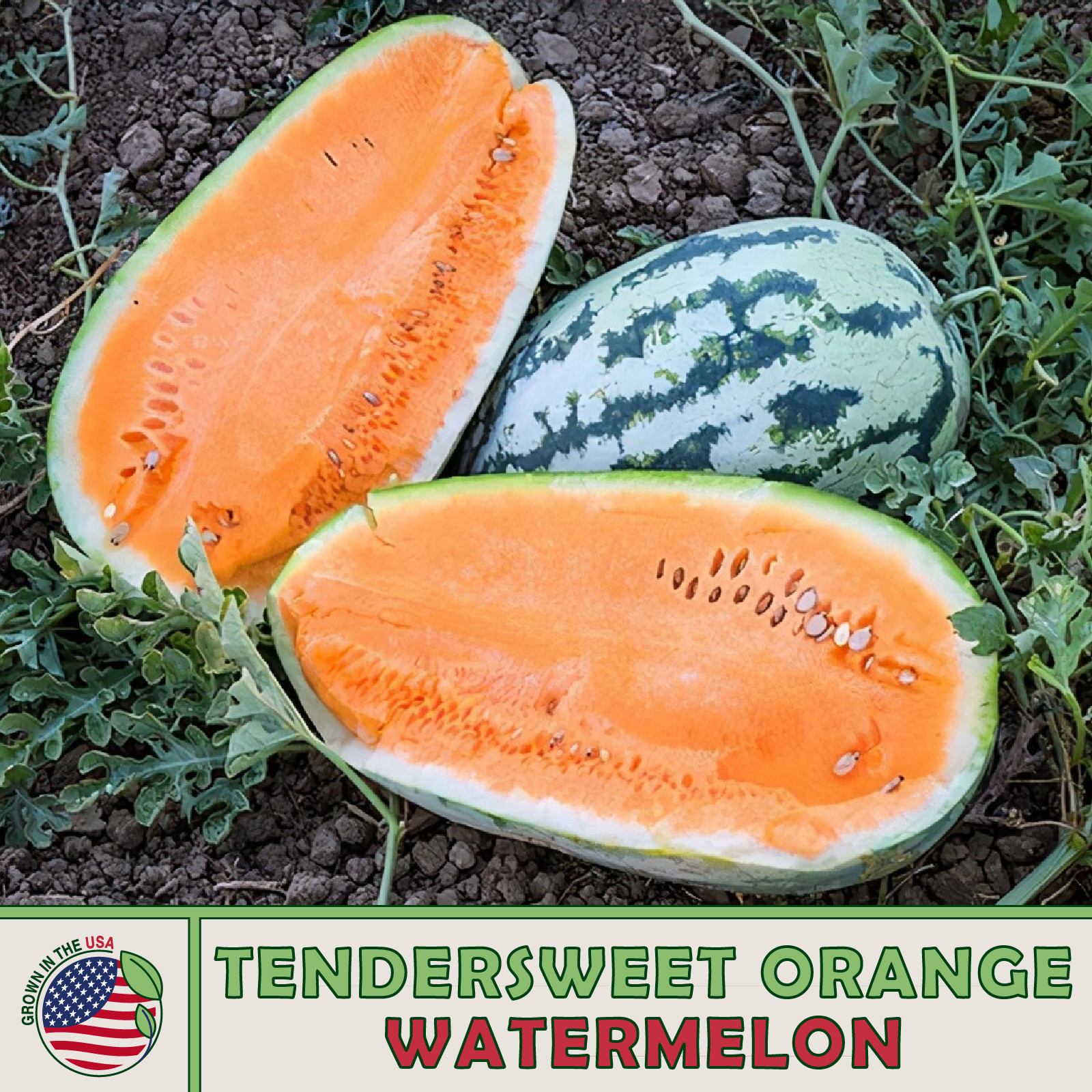 10 Tendersweet Orange Watermelon Seeds, Heirloom, Non-GMO, Genuine USA