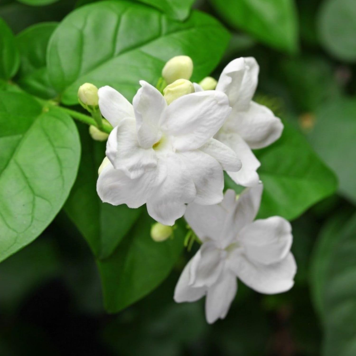200+ Climbing Jasmine Flower Seeds | Non-GMO Fragrant Plant Seeds for Garde