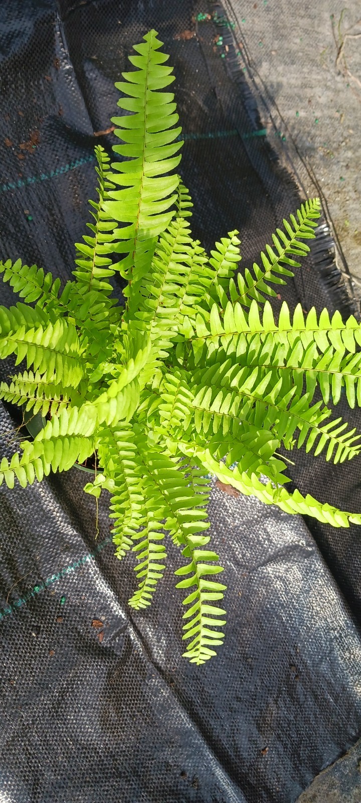 Florida Sworn Fern Nephrolepis exaltata Boston Fern Mad Happenings Tropical