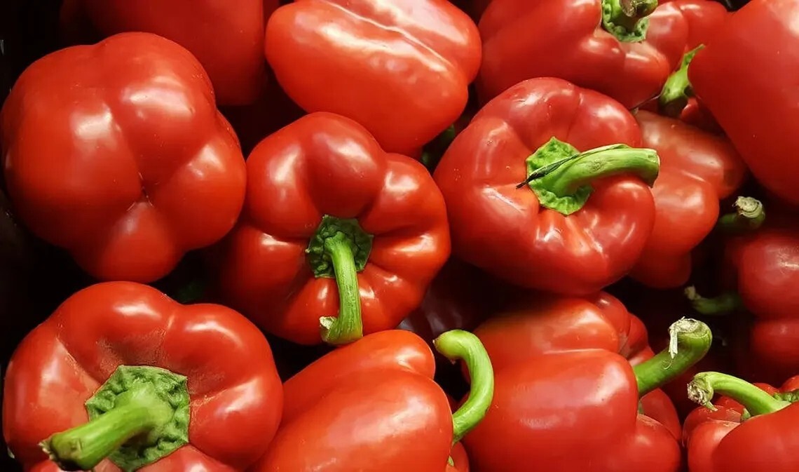 50+ Premium Big Red Sweet Bell Pepper Seeds – Very Sweet When Fresh #10