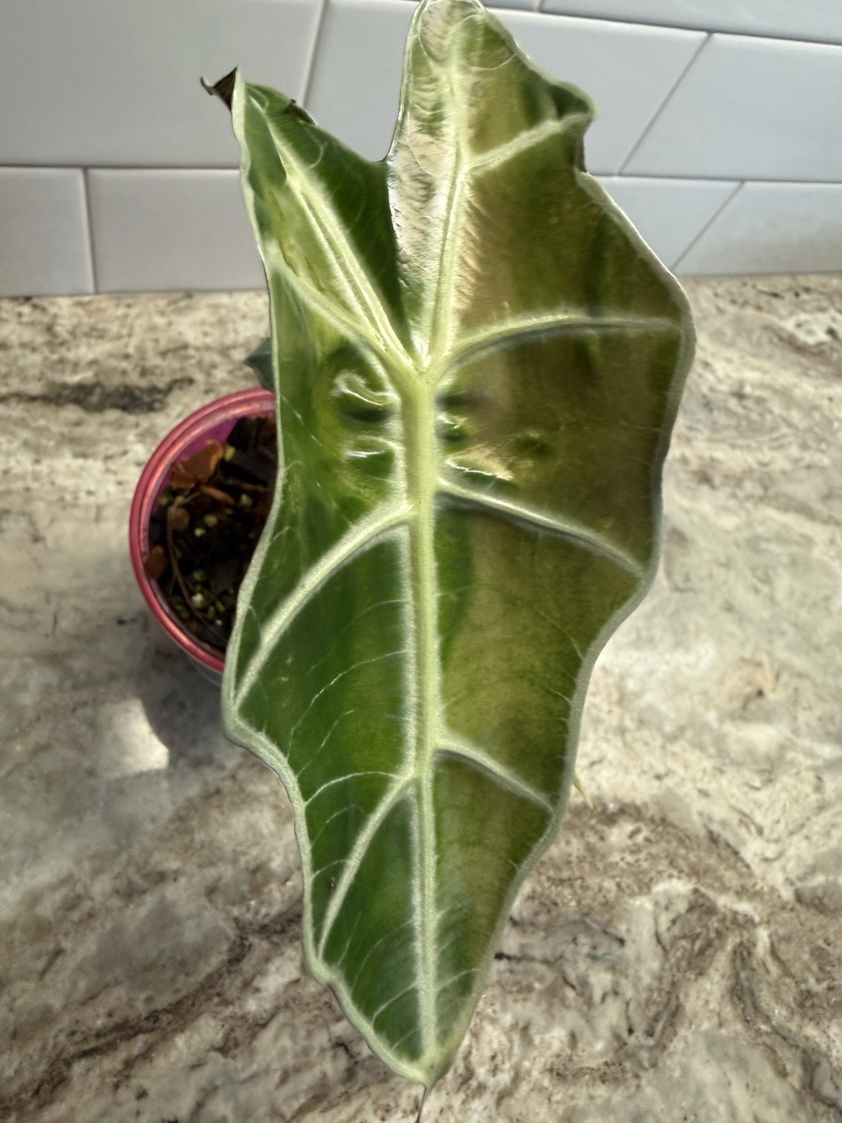 Pink Polly Ghost Mint Alocasia