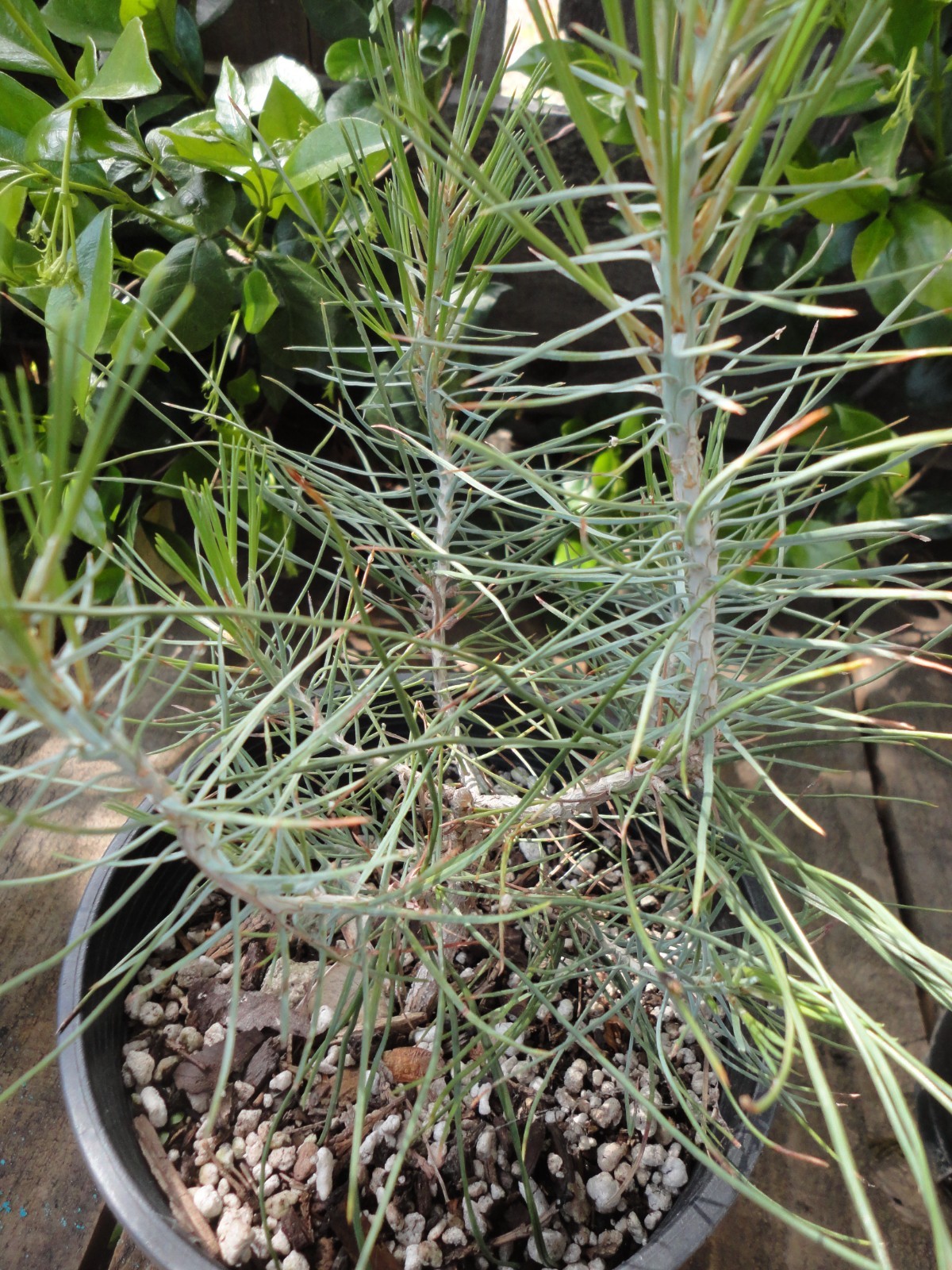Digger Pine/Gray Pine/ Ghost Pine – Pre-Bonsai 4 year old Trees *Growers Choice*