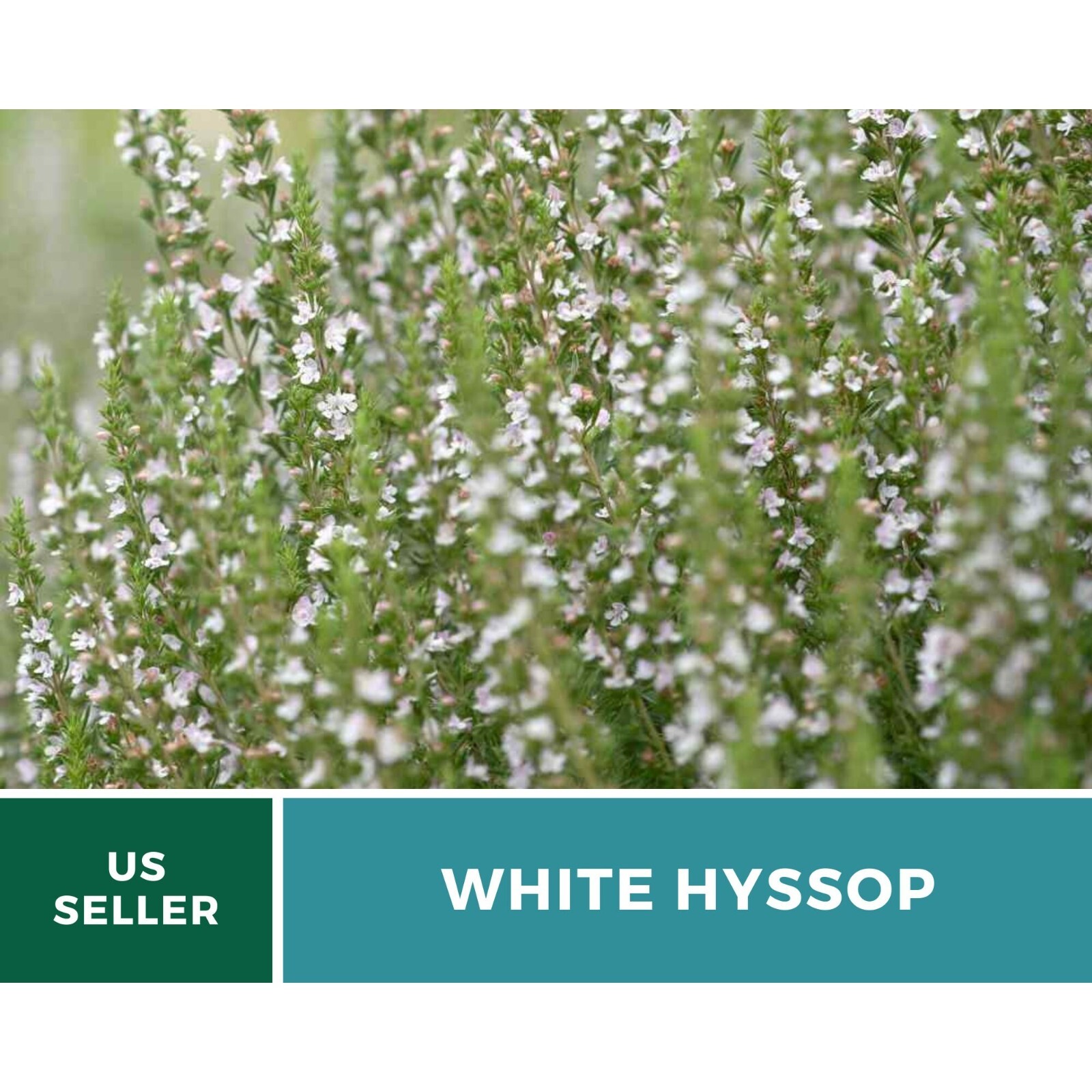 Hyssop, White – 50 Seeds – Culinary & Medicinal Herb (Hyssopus officinalis)