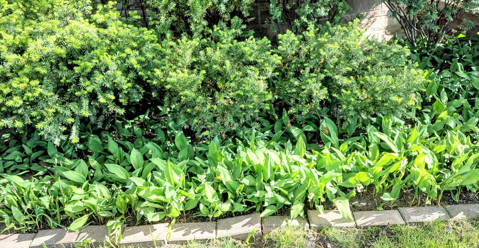 LILY of the VALLEY 30 PIPs BAREROOTS Freshly harvested Glower Bloom in Spring