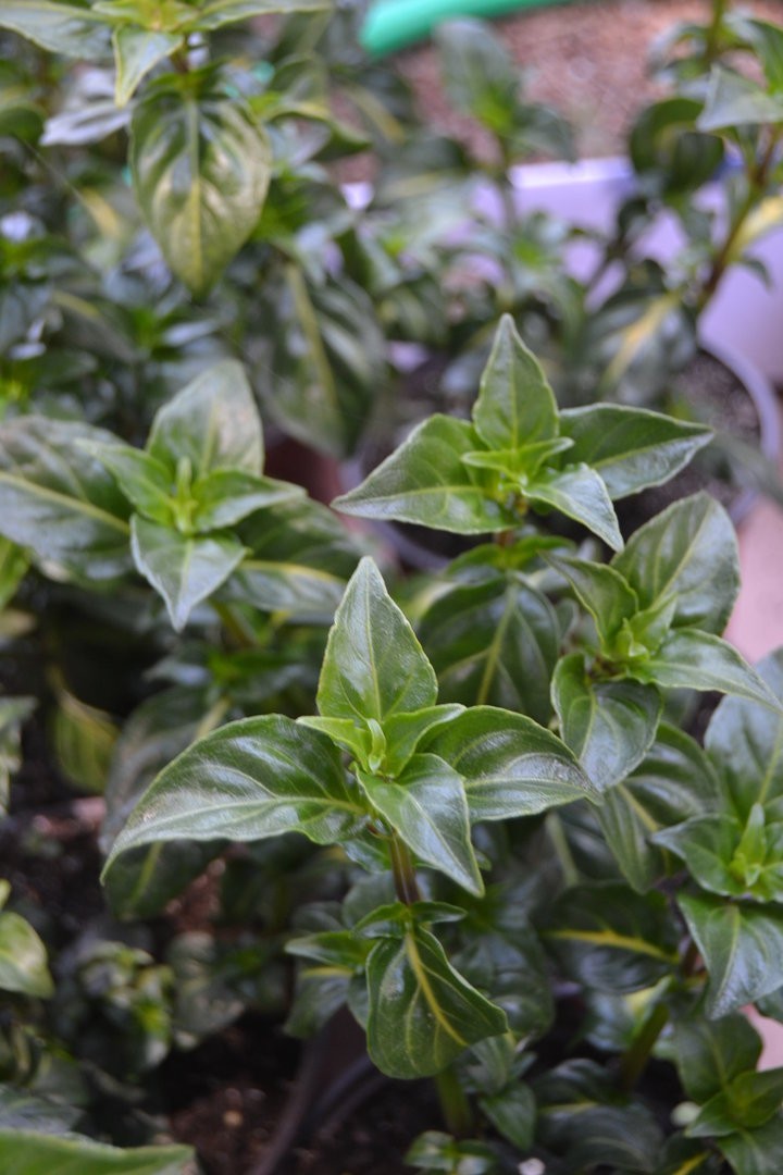 Rungia klossi live plant mushroom herb rare