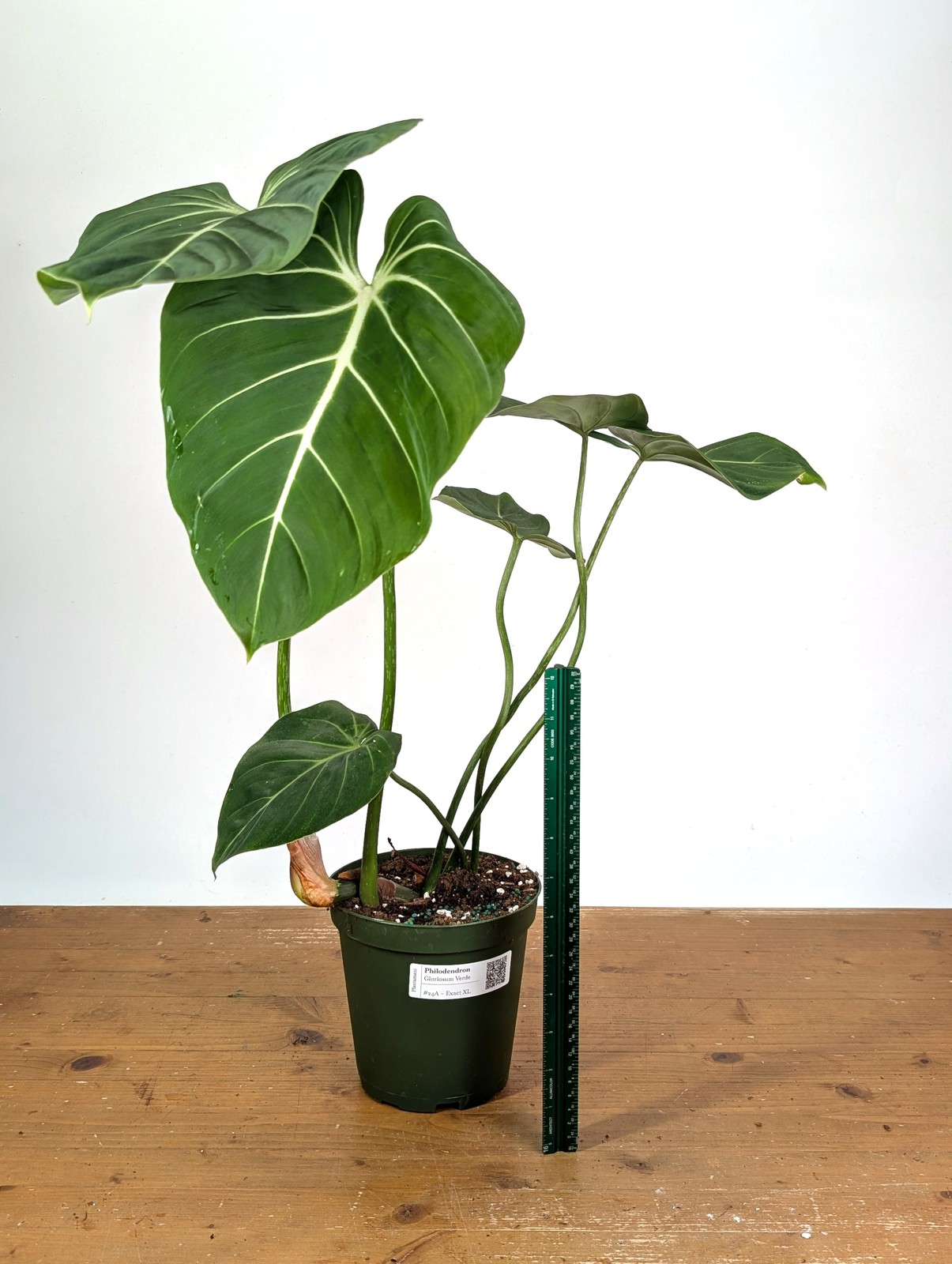 Philodendron Gloriosum Verde – Exact XL Plant in 6″ Pot (#24A)