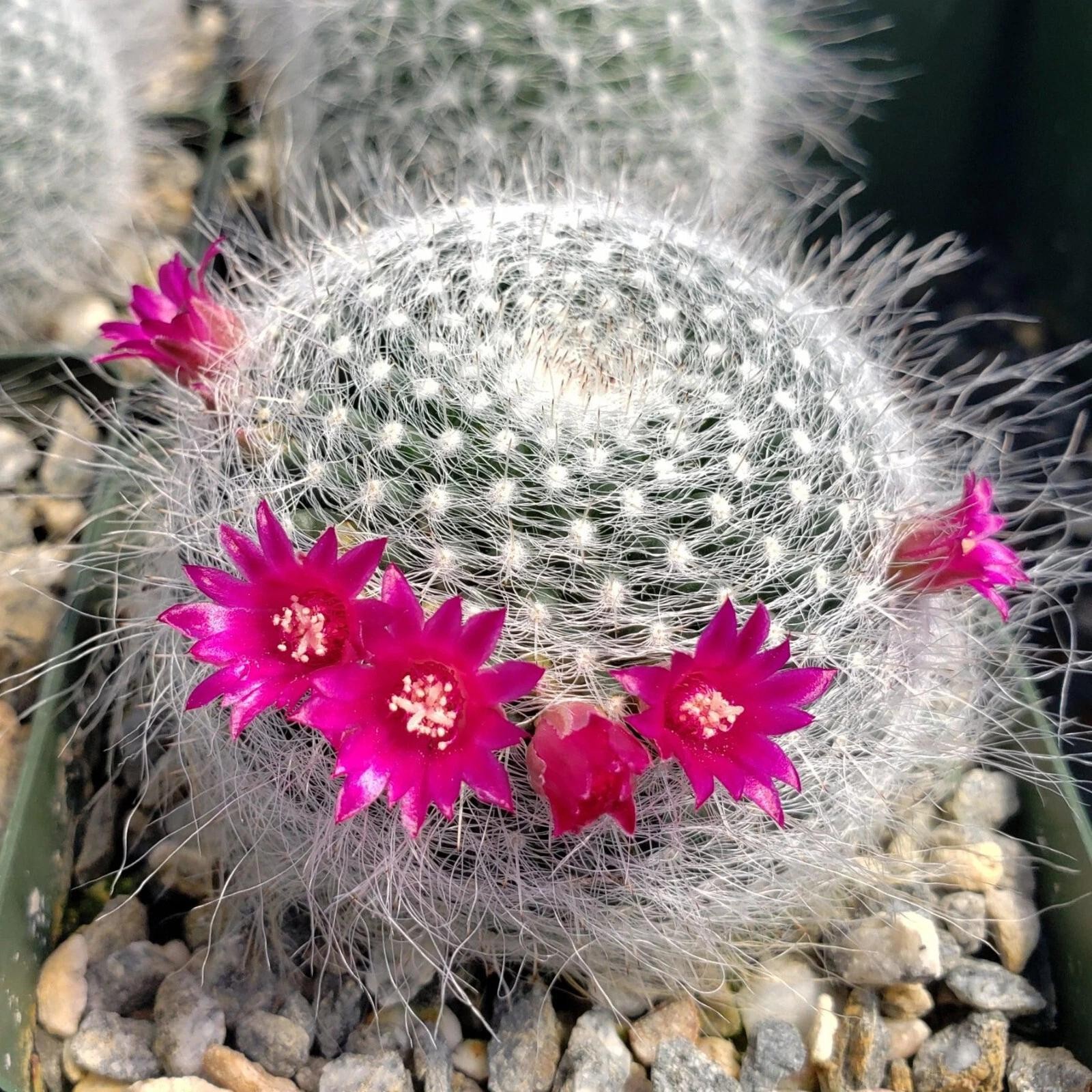 Mammillaria hahniana Old Lady Cactus Cactiand exotica Rare Succulent Plant