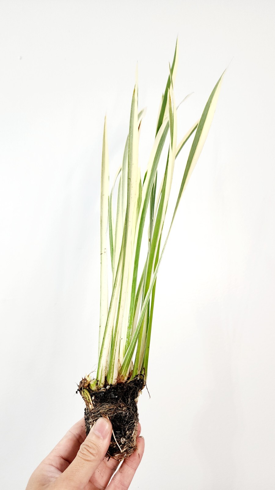 Live Cold Hardy Variegated Sweet Flag Aquatic Marginal Pond Plant