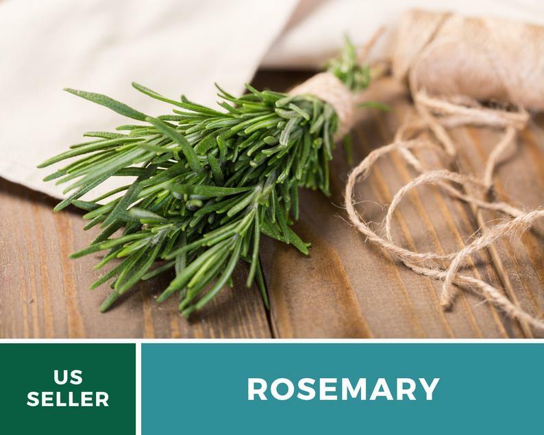 Rosemary – 50 Seeds – Medicinal & Culinary Herb – GMO Free