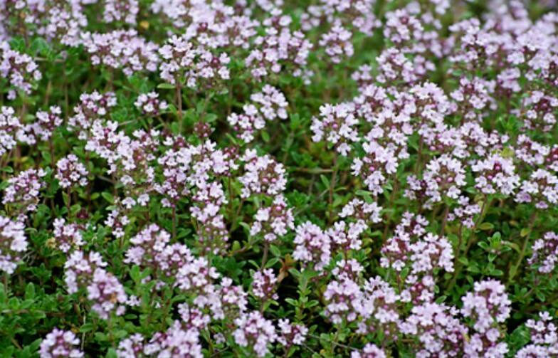 500 WINTER THYME Herb Seeds-Non GMO-Open Pollinated-Organic.