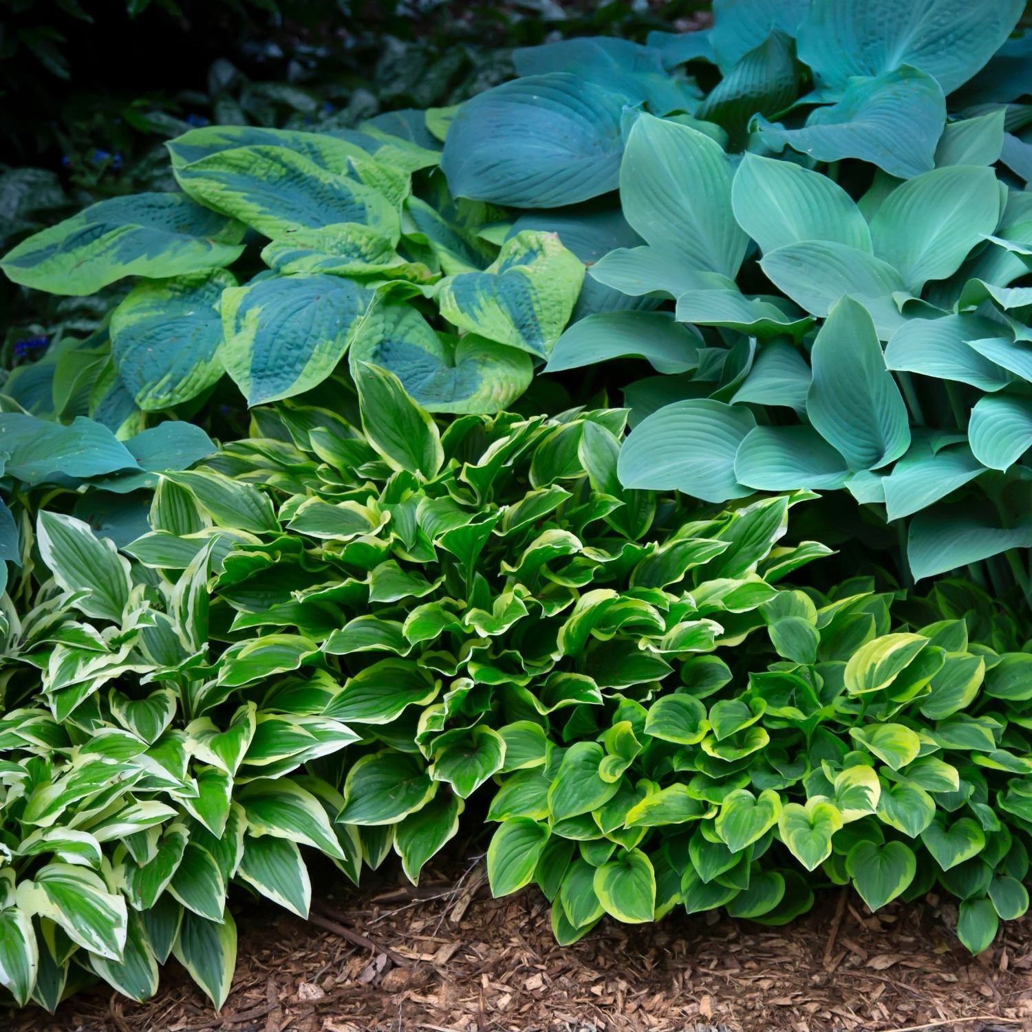 Hosta Bumper Crop Mix 10-30 Plant Roots – Summer Blooms, Foliage for Shade