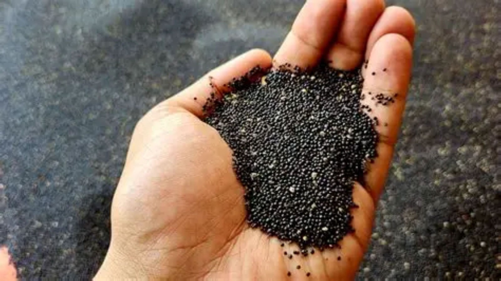 1000 African Spinach Seeds Efo Tete Callaloo Popular West African Green