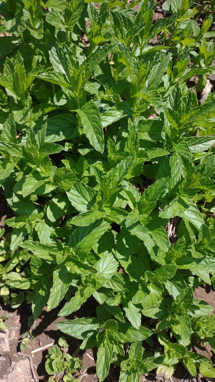 5+1 Free rooted MINT Plant Cutting Organic 100% MOJITO Mentha Villosa نعنع شتل