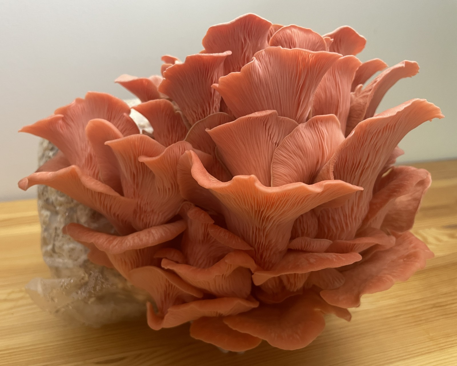 Mushroom Grow Kit Variety Pack, 2 x 5# blocks, Ready to Fruit!