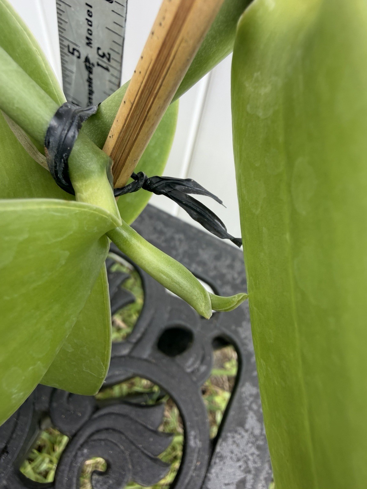 Large Plant 5” Vanilla planifolia Orchid. Typical Green Color