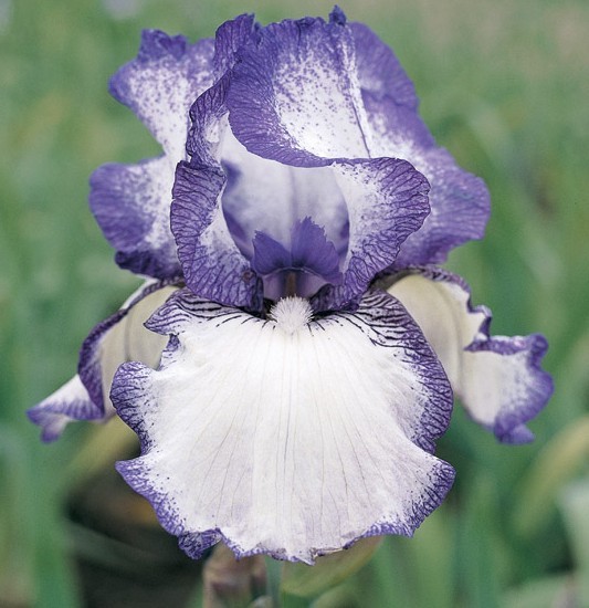 1 Tall Bearded Iris Rhizome/Bulb~HEMSTITCHED~Reblooming~Perennial Flowers