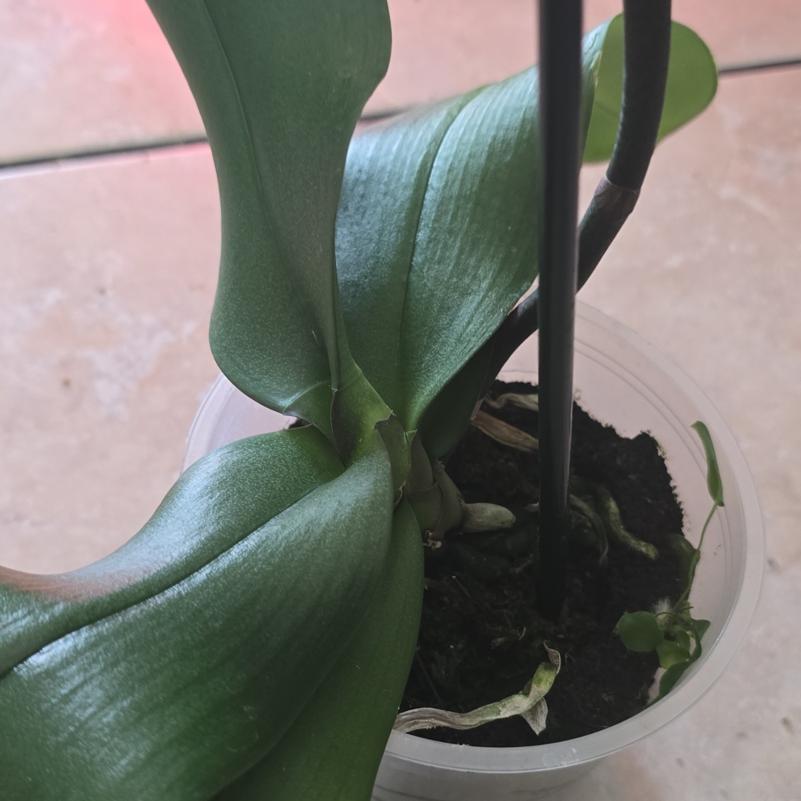 Phalaenopsis Moth Orchid Live Potted Plant, Flowering White Pink Blooms