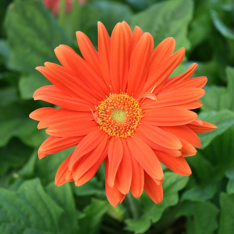 Gerbera Daisy Seeds 50+ Seeds Mum Flower, Flower Seeds, Annual, Flower Beds