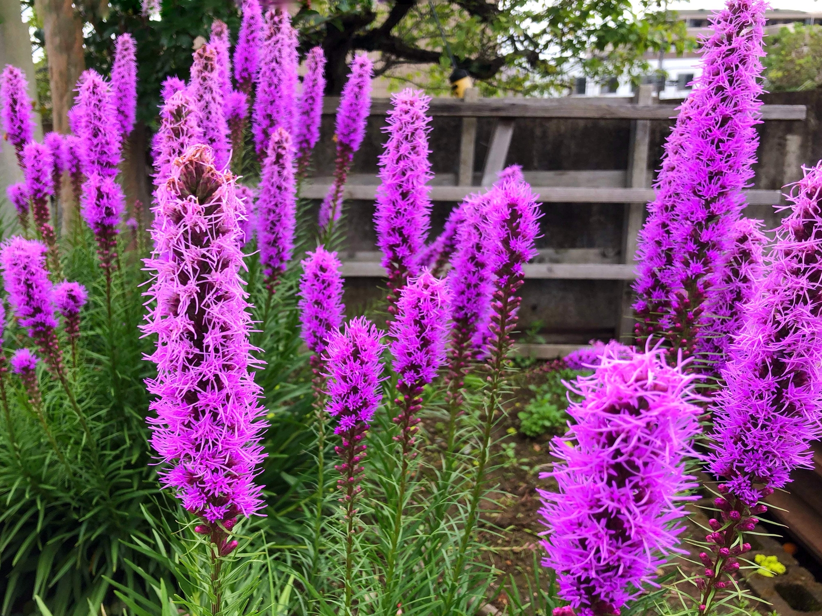 500 PURPLE BLAZING STAR GAYFEATHER LIATRIS Spicata Flower Seeds *Flat S/H