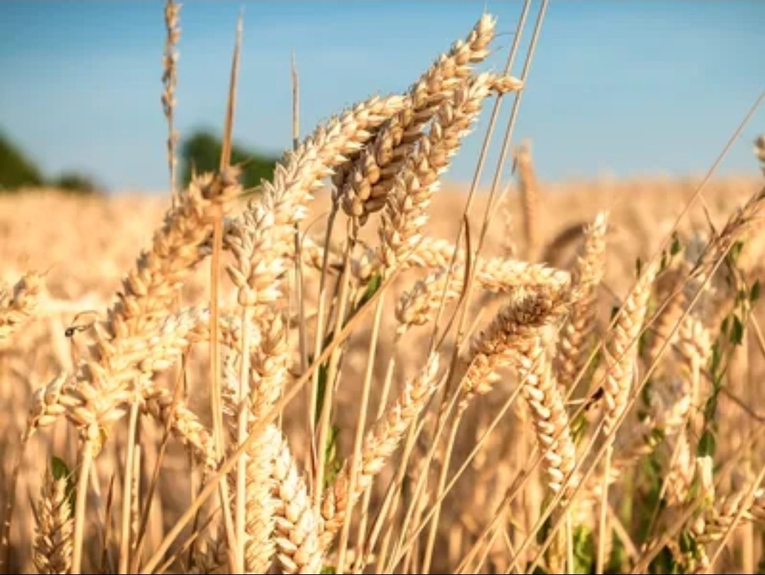 Duram Wheat Berries (2 Lb) / Natural / Glyphosate Free / Pasta / Empanadas