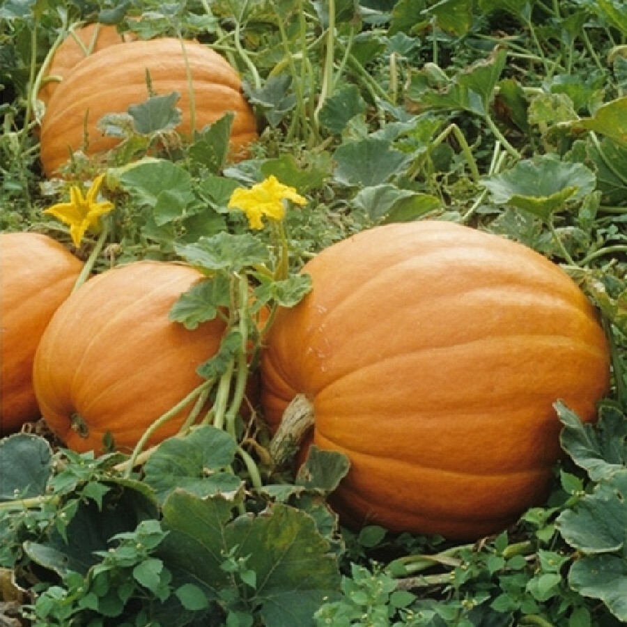 Mammoth Gold Giant Pumpkin Seeds 10 Ct NON-GMO 40-60 lbs US SELLER FREE SHIPPING