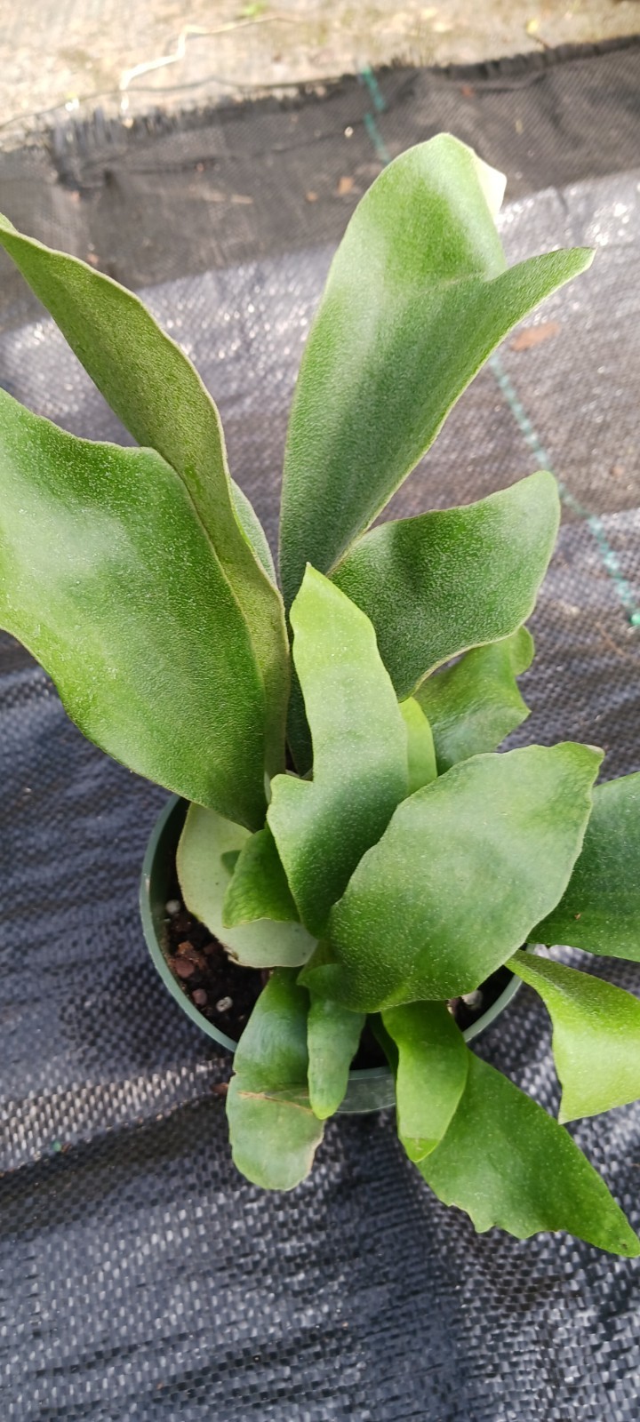Staghorn Fern Platycerium bifurcatum Netherlands Mad Happenings Tropical Hanging
