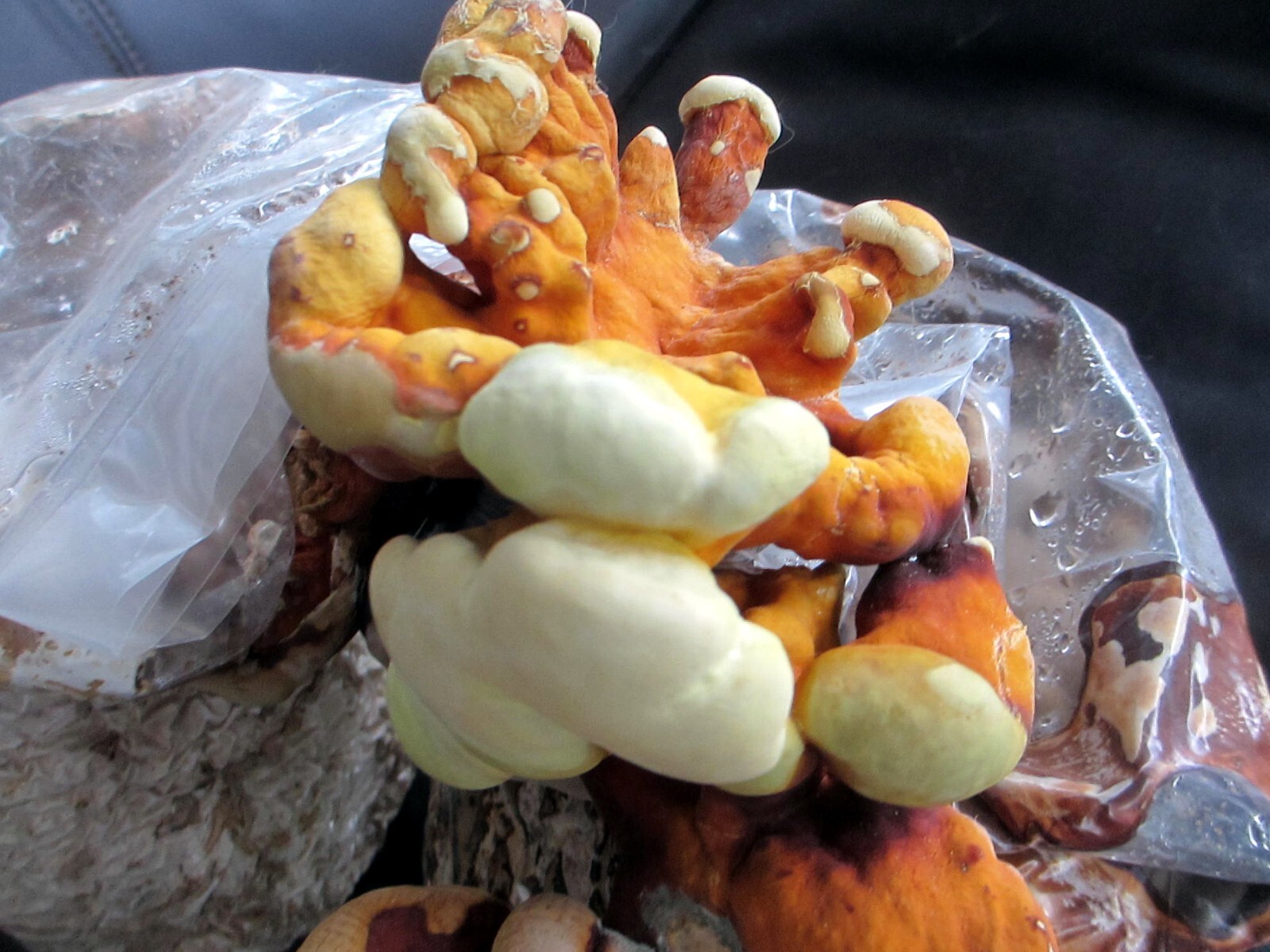 TWO Blocks Your Choice Mushroom Kit Multi-Pack!