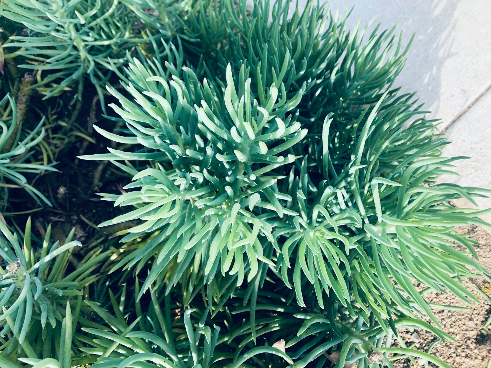 Blue Serpents Chalk Fingers Senecio Vitalis Succulent Plant Huge 6″ Cutting