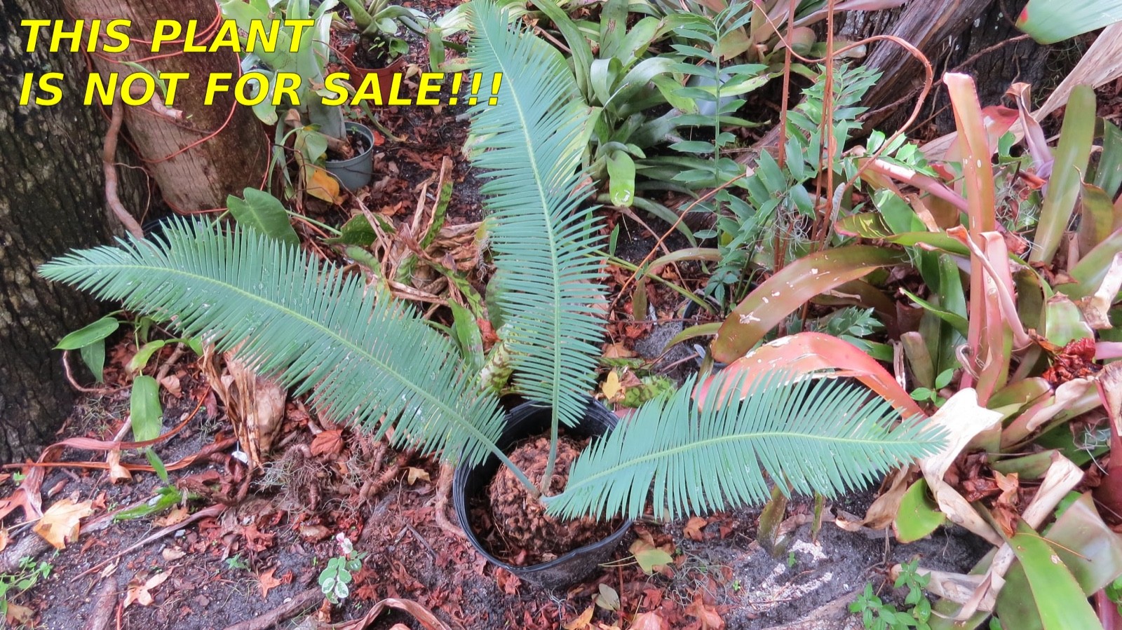 Dioon Edule Approx 4in Caudex – Hardy Mexican Cycad Lot #3
