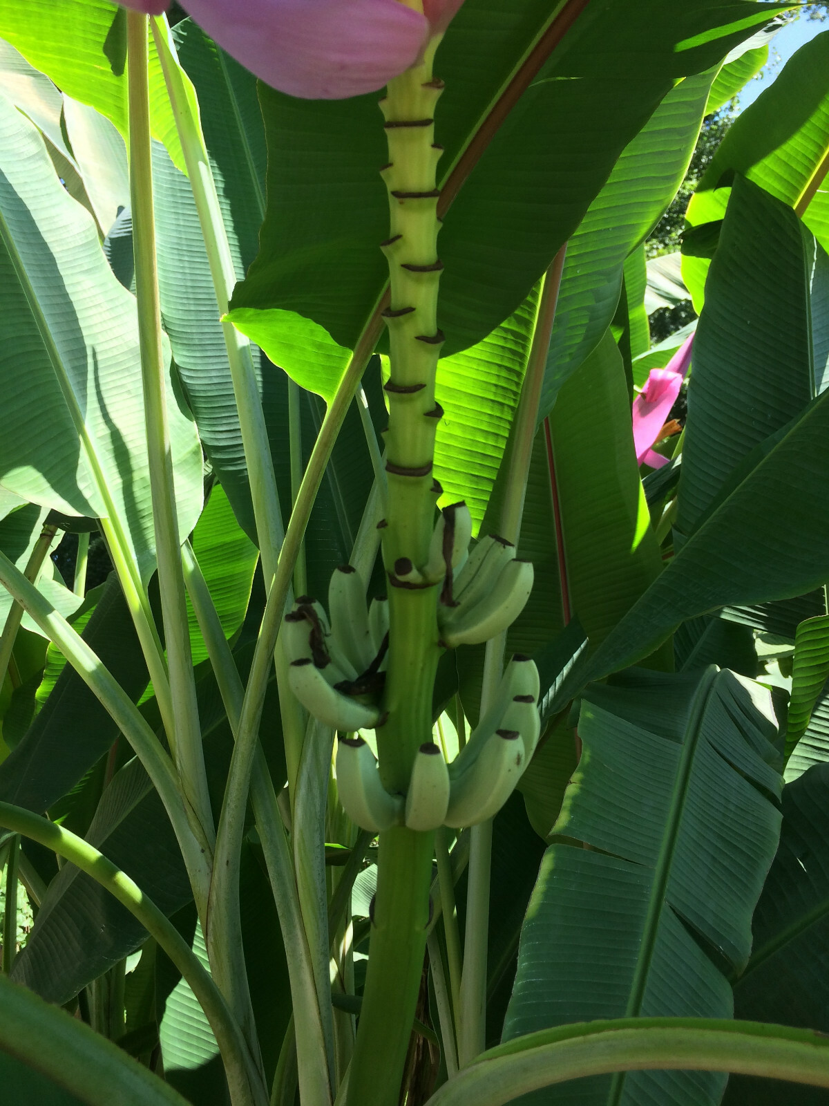 Cold Hardy North America Banana Tree [Beautiful,Fruiting,Organic,Permaculture]