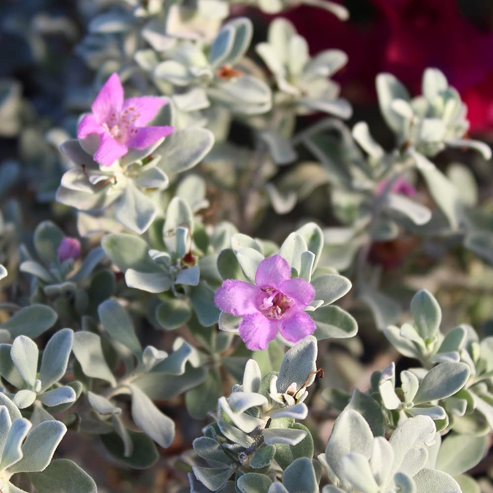 1G Silverado Sage Plant Shrubs Live In Planters For Outdoor Plants Live Live