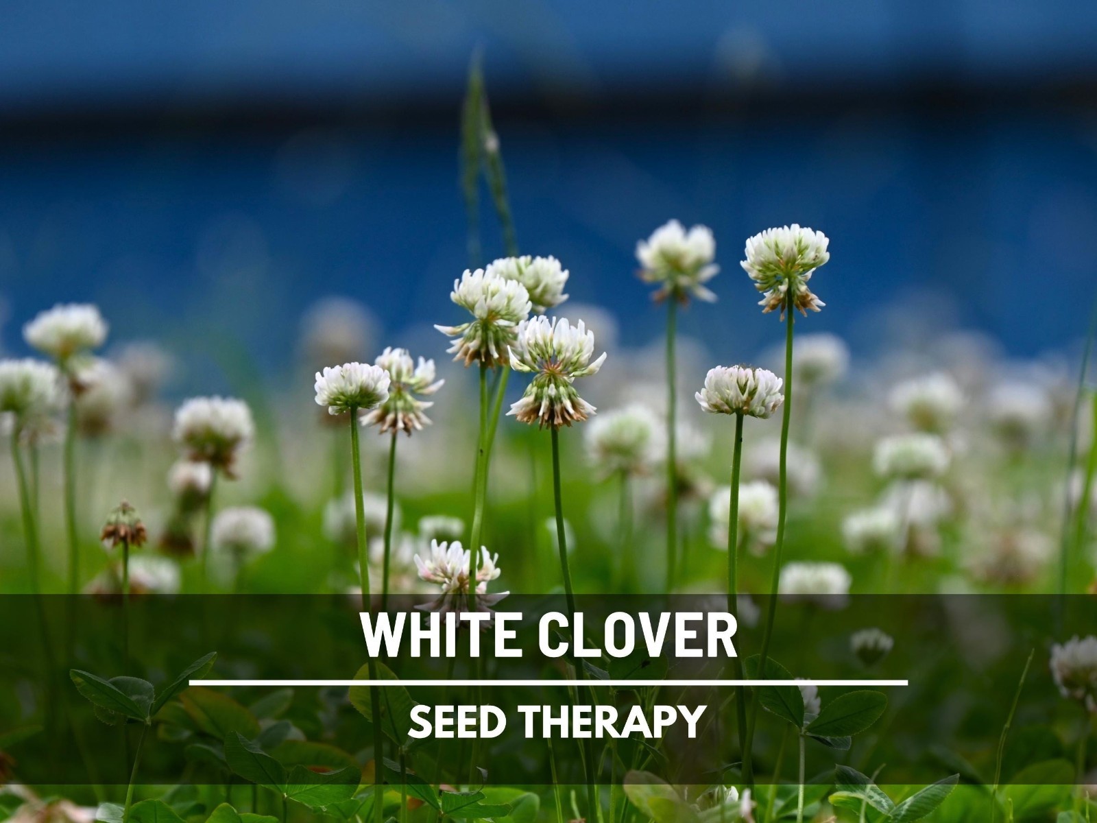 White Clover (Irish Clover) Seeds – Perennial Lawn Alternative, Pollinator