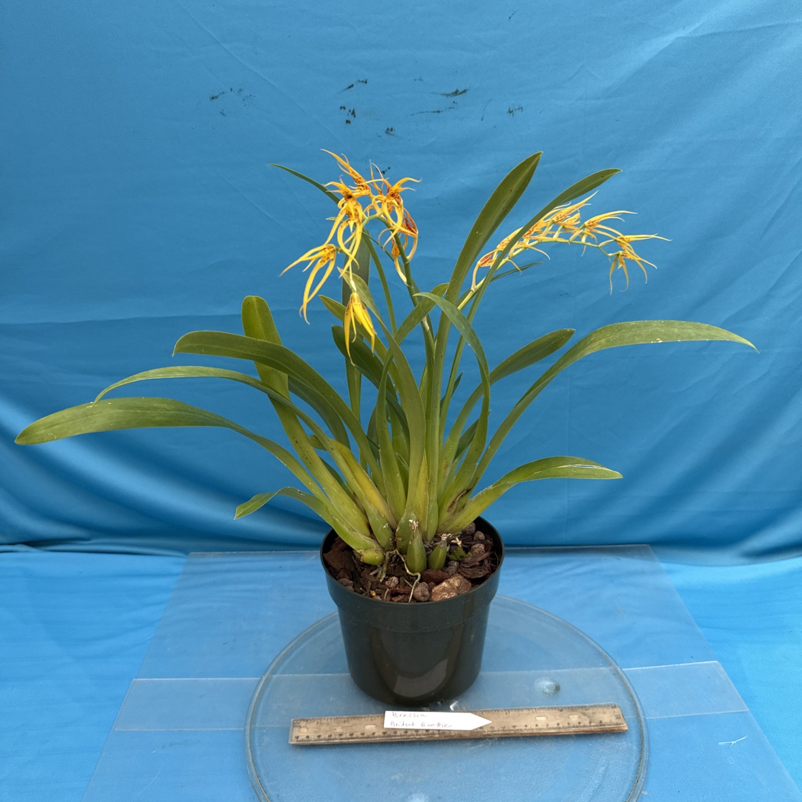 Brassia Bridget Beattie (Brs. aurantiaca x pozoi) Orchid Hybrid 7” Pot (IM40)
