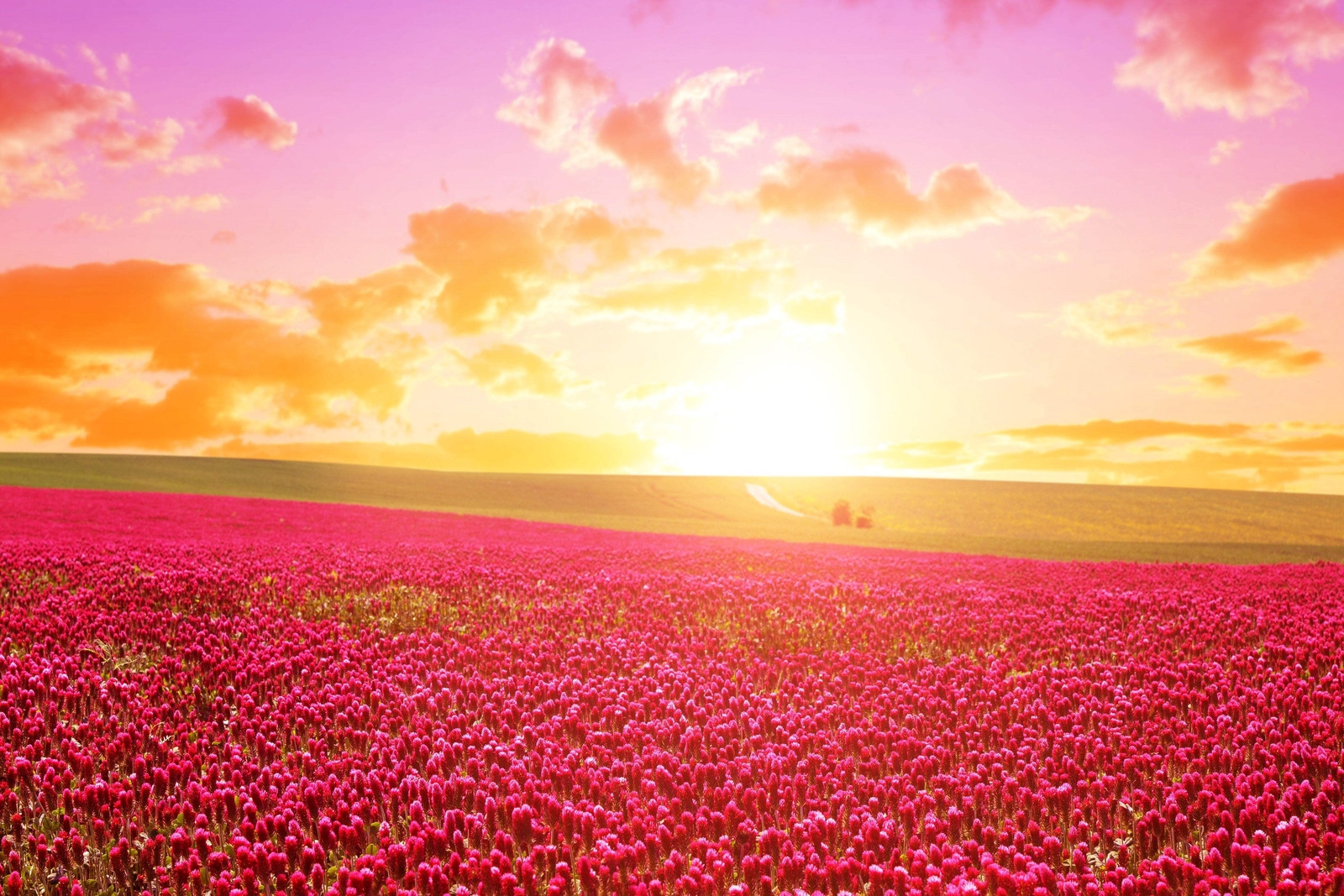 3000 CRIMSON CLOVER Carnation, French, Italian Trifolium Incarnatum Flower Seeds