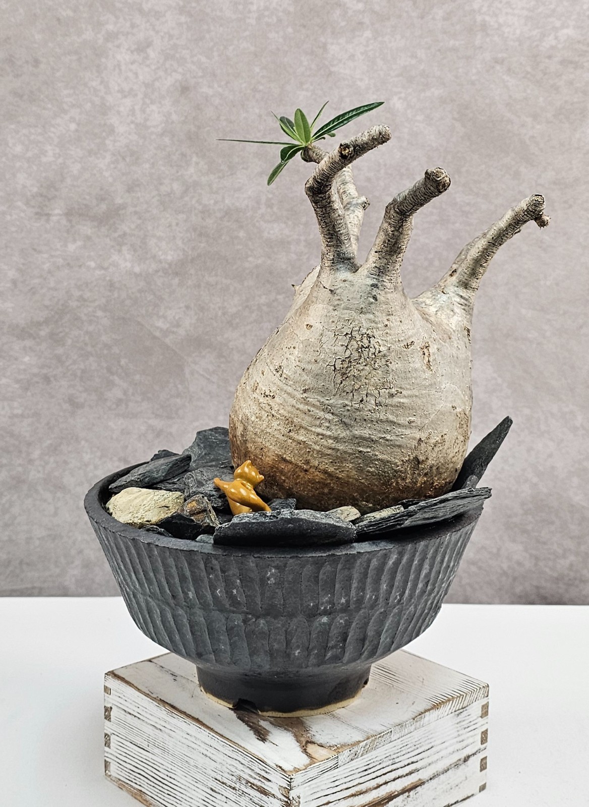 RARE!!! Pachypodium Rosulatum var. Gracilius – C – Large and Heavy (EXACT PLANT)
