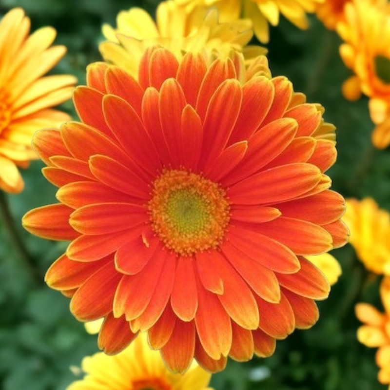 Gerbera Daisy Seeds 50+ Seeds Mum Flower, Flower Seeds, Annual, Flower Beds